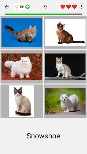 Cats Quiz Guess Popular Breeds [MOD: открыты все породы и подсказки] Screenshot 2