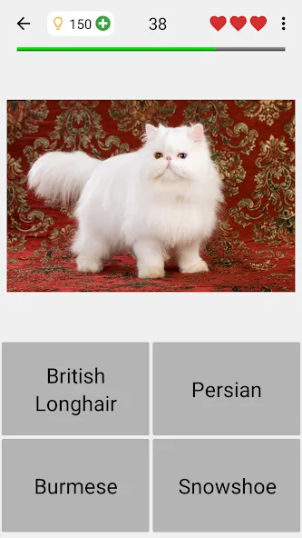 Cats Quiz Guess Popular Breeds [MOD: открыты все породы и подсказки] Screenshot 4