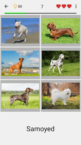 Dogs Quiz - Guess All Breeds! [MOD: все породы собак разблокированы] Screenshot 1