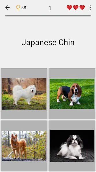 Dogs Quiz - Guess All Breeds! [MOD: все породы собак разблокированы] Screenshot 4