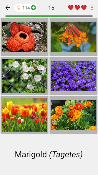 Flowers Quiz - Identify Plants [MOD: все растения разблокированы] Screenshot 2