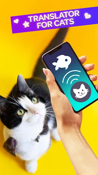 Cat Translator Pet Talk Meow [MOD: безлимитное общение с котами] Screenshot 1