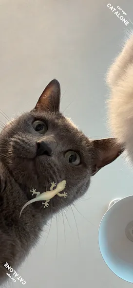 CAT ALONE - Cat Toy [MOD: разблокированы все игрушки] Screenshot 1