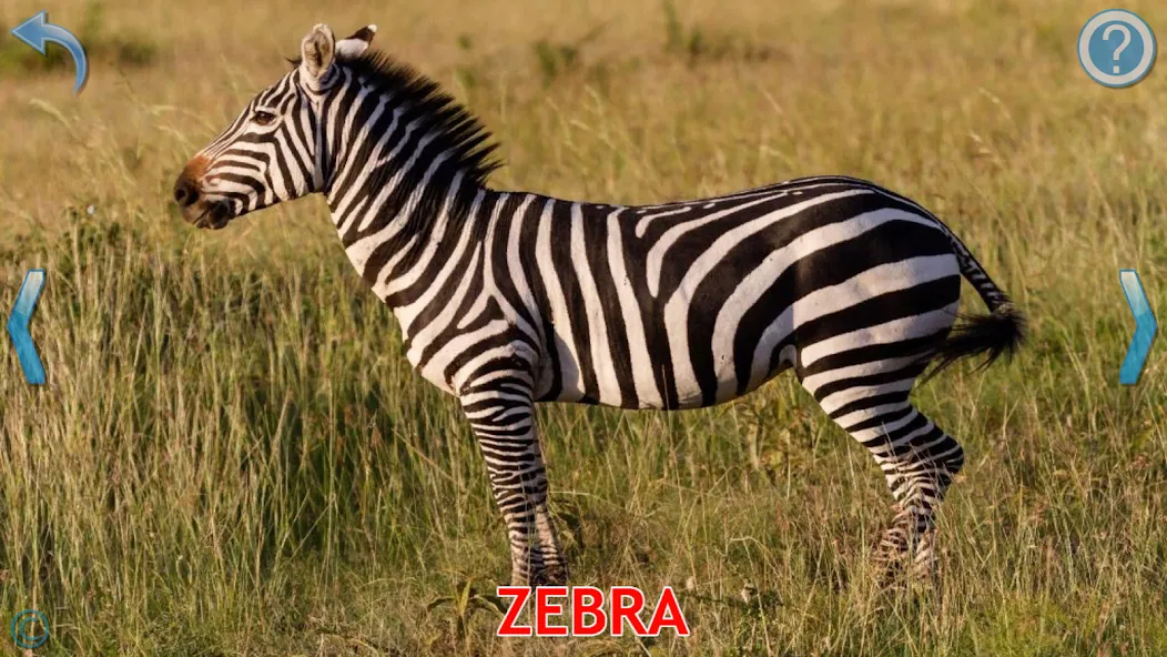 Animals for Kids [MOD: все животные разблокированы и без рекламы] Screenshot 3